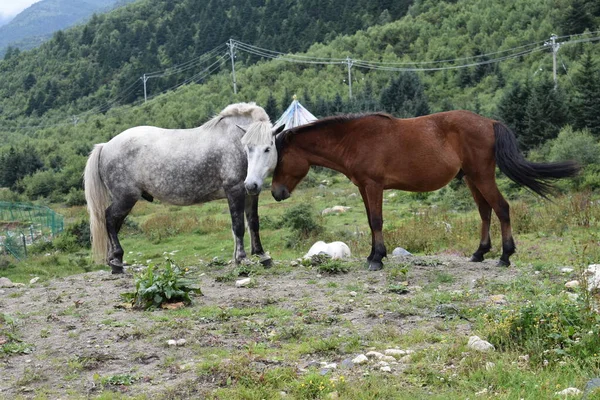Cute horses grazing on the pasture in mountains