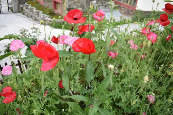 Beautiful Flowers Garden Stock Photo