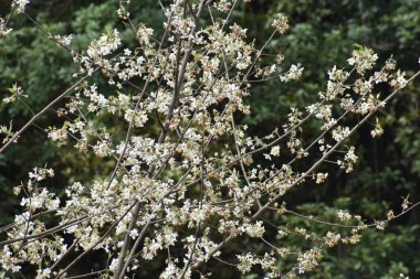 Bahar ağaçları, dallardaki aromatik çiçekler. 