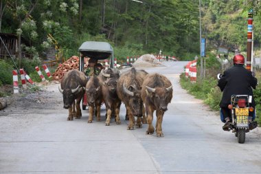 Koşumlu bir grup bufalo arabayı taşıyor. 