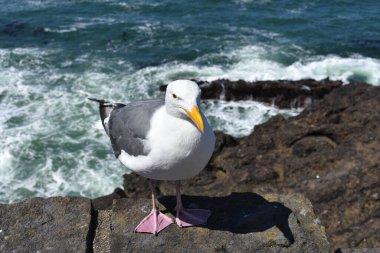 Sahilde kayaların üzerinde duran martı