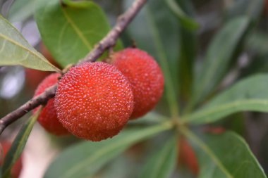 Küçük etli, tatlı Lychee meyveli her zaman yeşil ağaç