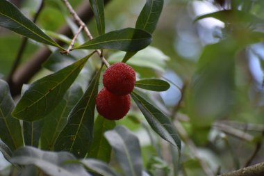 Küçük etli, tatlı Lychee meyveli her zaman yeşil ağaç