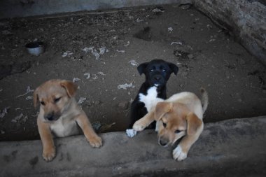 Arka bahçede oynayan sevimli küçük köpekler.