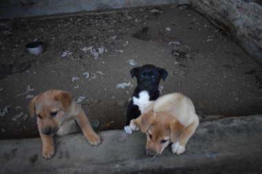 Arka bahçede oynayan sevimli küçük köpekler.
