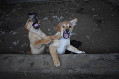 Arka bahçede oynayan sevimli küçük köpekler.