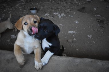 Arka bahçede oynayan sevimli küçük köpekler.
