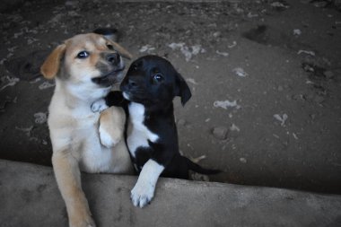 Arka bahçede oynayan sevimli küçük köpekler.