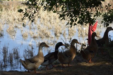 Çiftlik ördekleri doğada, gölette. 