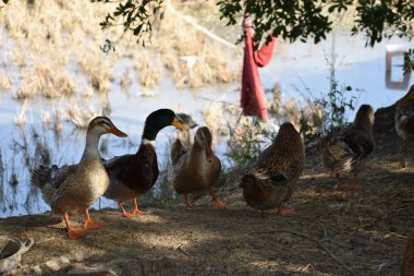 Çiftlik ördekleri doğada, gölette. 