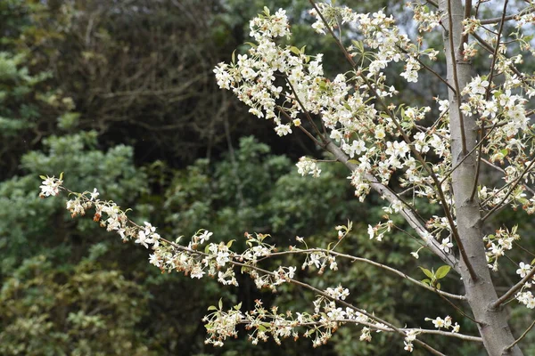 Весняний Цвіт Дерев Ароматичні Квіти Гілках — стокове фото