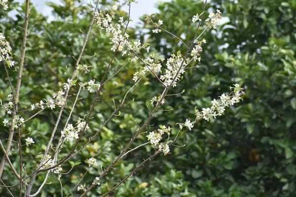 Весняний Цвіт Дерев Ароматичні Квіти Гілках — стокове фото