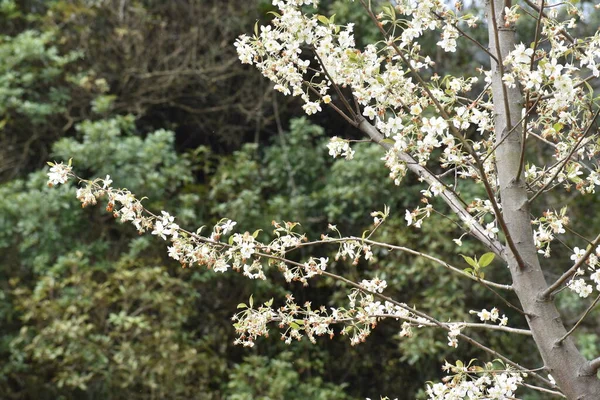 Les Fleurs Printemps Les Fleurs Aromatiques Sur Les Branches — Photo