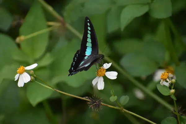 花の上に座っている光沢のある美しい蝶 — ストック写真