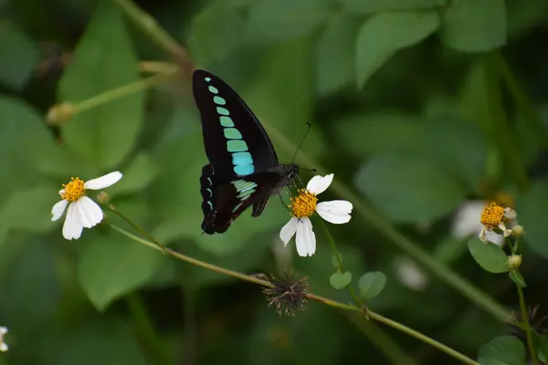 Liten Och Vacker Fjäril Sitter Blomma — Stockfoto