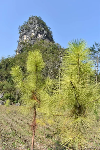 Alberi Verdi Crescita Scogliera Rocciosa Sullo Sfondo — Foto Stock