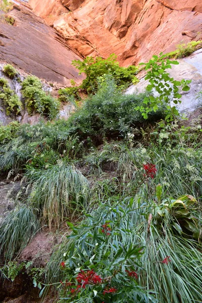 アメリカ合衆国ユタ州の山に近い美しい植物 — ストック写真