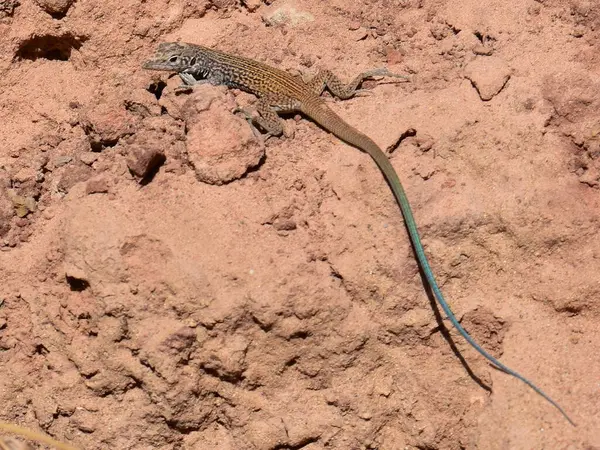 Lézard Sur Sol — Photo