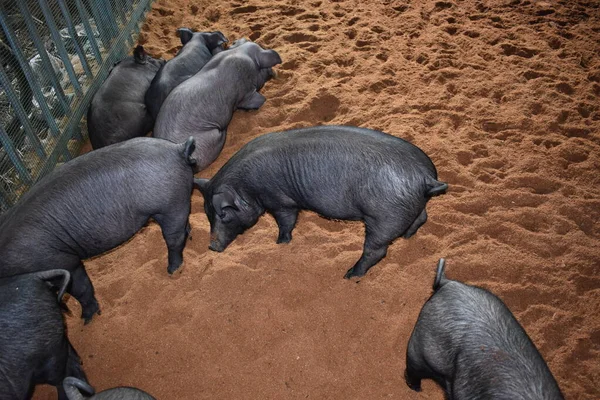 Uma Grande Manada Porcos Uma Fazenda — Fotografia de Stock