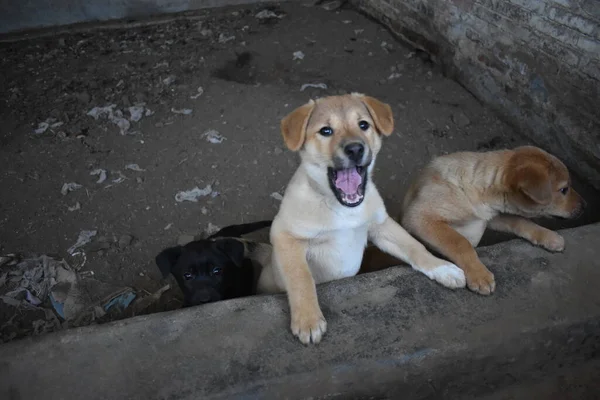 Cachorros Pequenos Bonitos Que Jogam Quintal — Fotografia de Stock