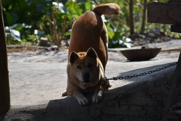 Cane Sulla Catena — Foto Stock