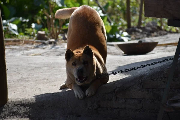 Anjing Pada Rantai — Stok Foto