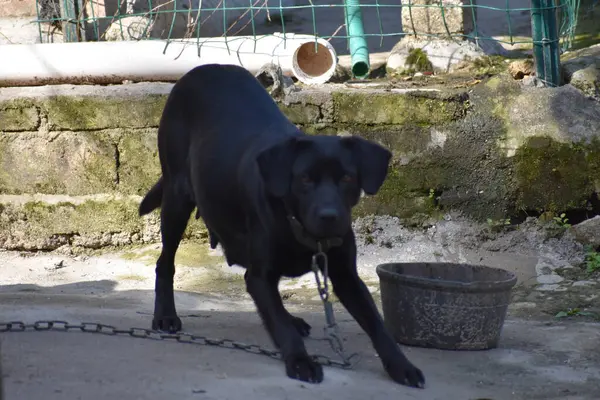 Cão Preto Uma Cadeia — Fotografia de Stock