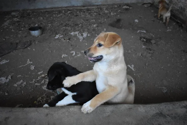 Carino Piccoli Cuccioli Che Giocano Sul Cortile — Foto Stock