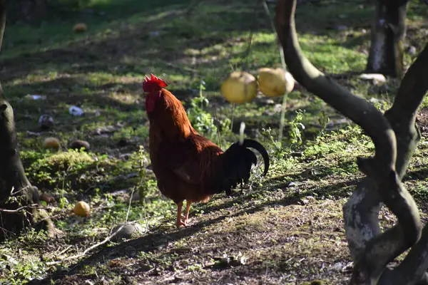 Rooster Walking Backyard Daytime — Stock Photo, Image