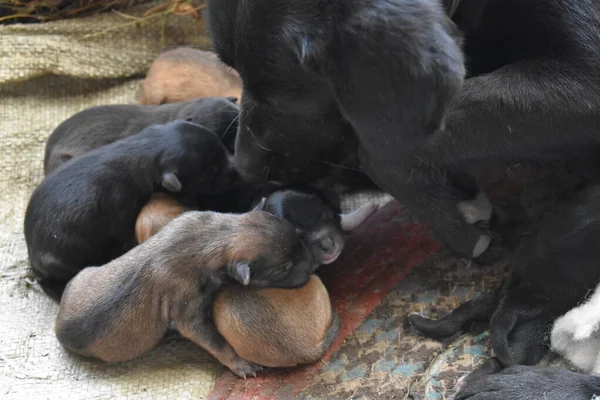 Giovane Cane Madre Con Cuccioli Appena Nati — Foto Stock