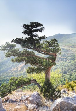 Dağlarda eski ardıç