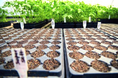 Sebze fidesi tencere içinde satırları