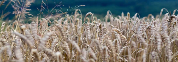 Weizen — Stockfoto