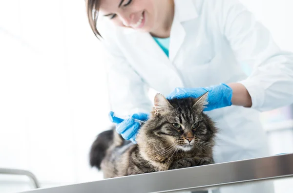 Veterinarian giving an injection to a pet — Stock Photo, Image