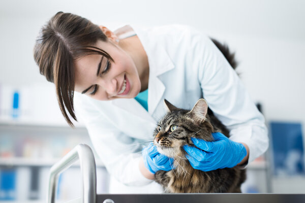 Veterinarian examining a cat