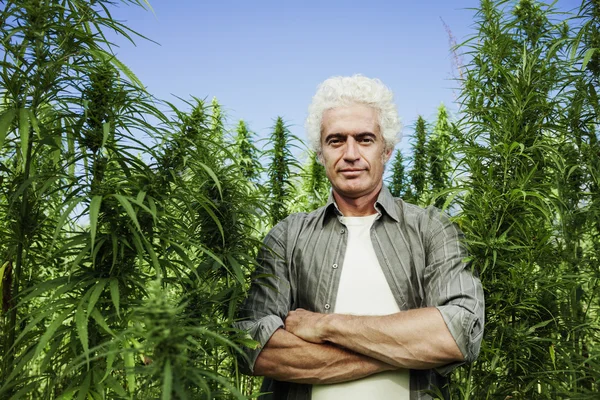 Farmer posing in a hemp field — Stock Photo, Image