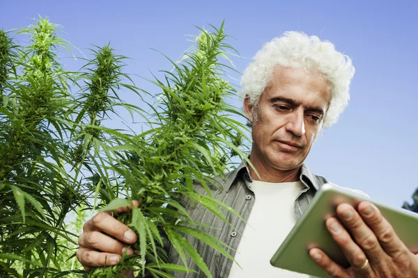 Agricultor en un campo de cáñamo usando una tableta — Foto de Stock