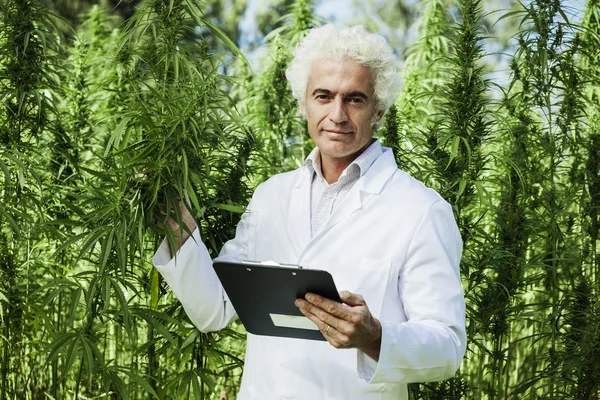 Cientista verificando plantas de cânhamo — Fotografia de Stock