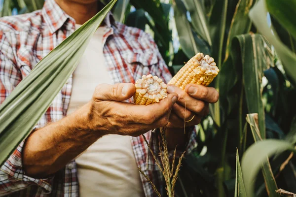 Boer maïs planten in het veld controleren — Stockfoto