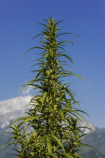 Hemp plant with flowers — Stock Photo, Image