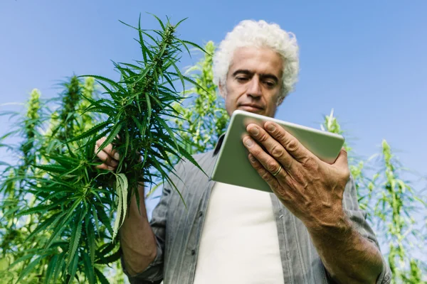 Agricultor em um campo de cânhamo usando um tablet — Fotografia de Stock