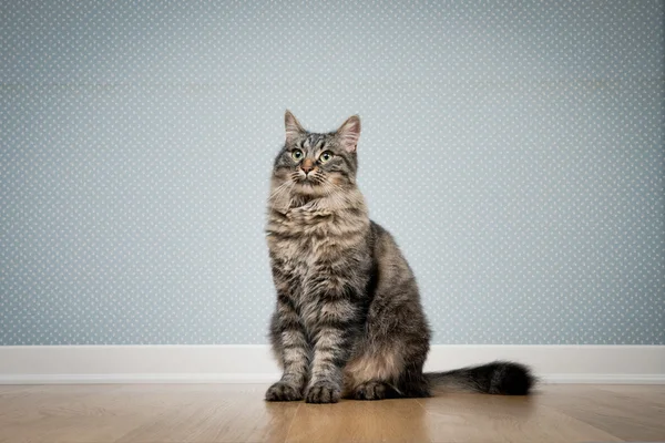 Kočka sedící na podlaze — Stock fotografie