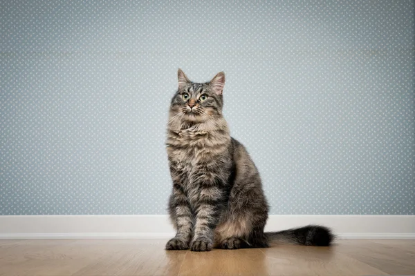 Katze sitzt auf dem Boden — Stockfoto