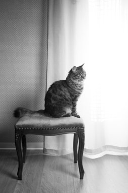 Vintage dışkı üzerinde güzel kedi