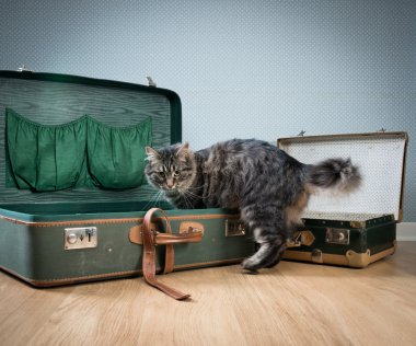 İle senin kedi seyahat