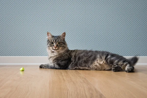 Hravá kočka, spočívající — Stock fotografie