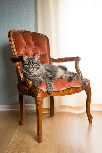 Cat on red velvet chair
