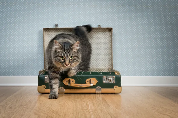 Gato viajante — Fotografia de Stock