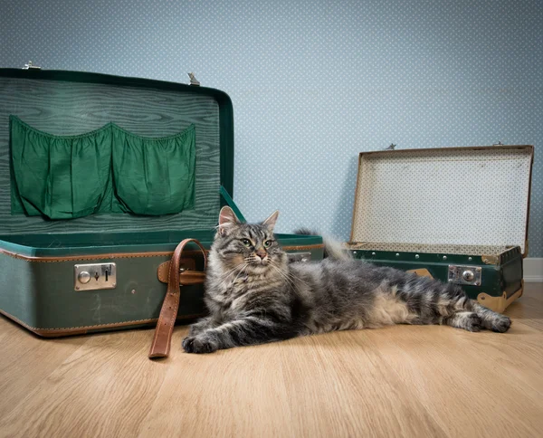 Viajar com seu gato — Fotografia de Stock