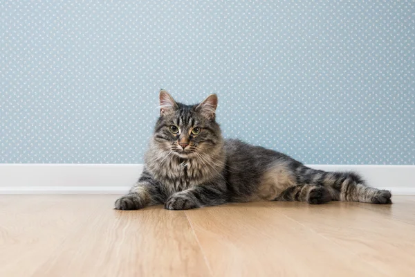 Hermoso gato en casa —  Fotos de Stock